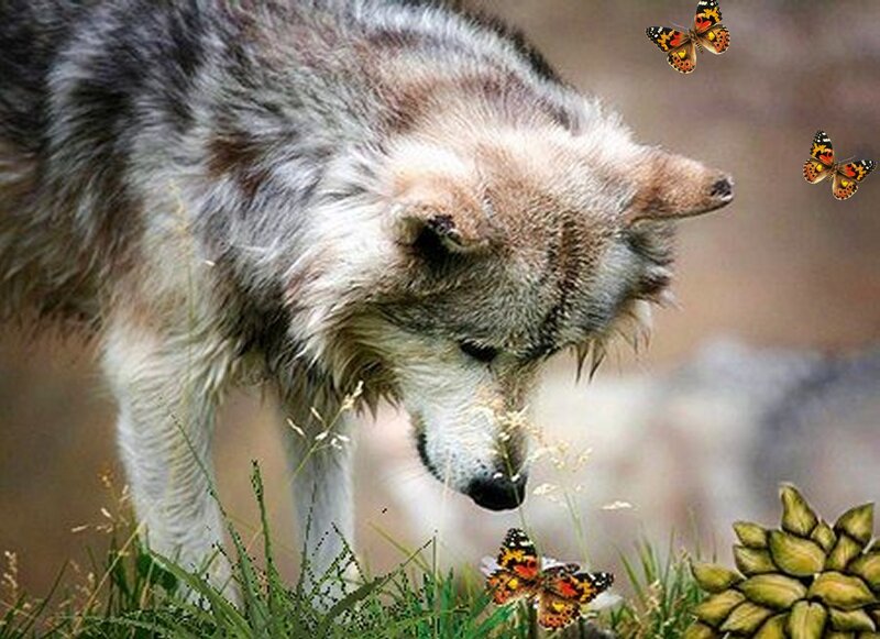 Wolf Sniffing Butterfly