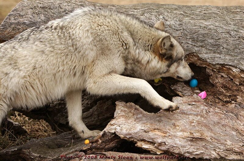 Wolf Sniffing Eggs