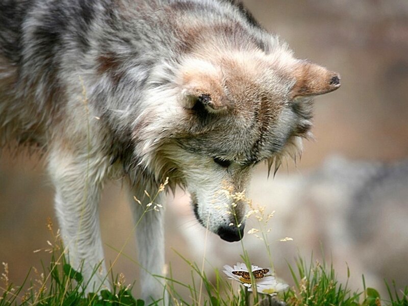 Wolf Sniffing Flower — Gray, Calm, Afternoon