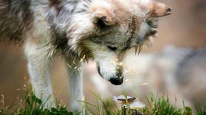 Wolf Sniffing Flower — Gray, Calm