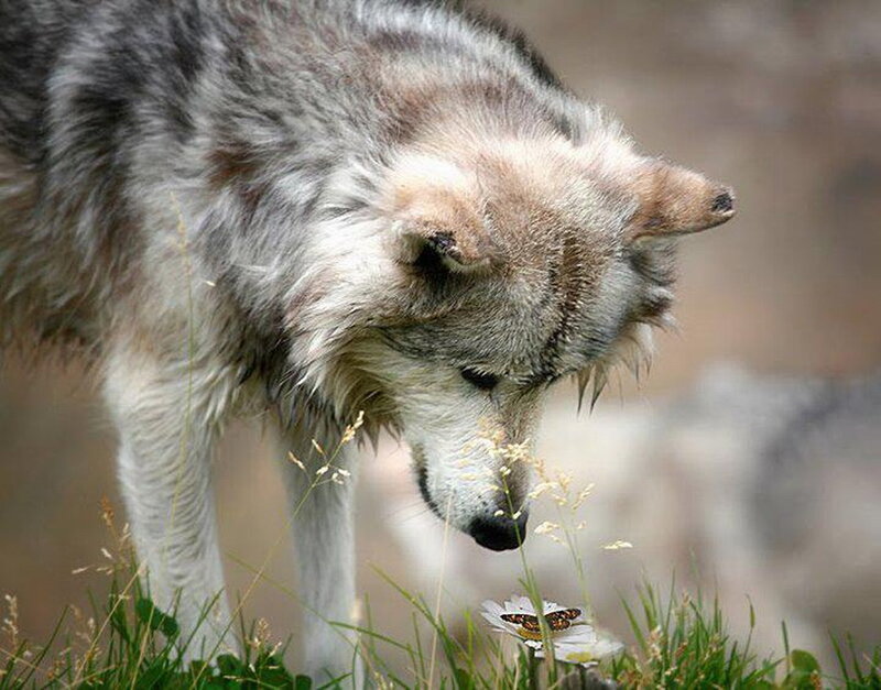 Wolf Sniffing Flower — Gray