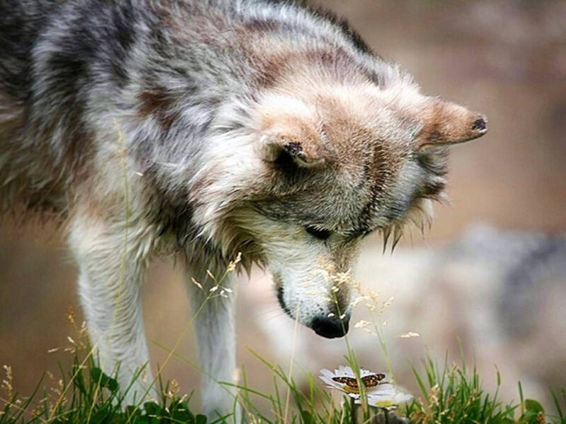 Wolf Sniffing Flower