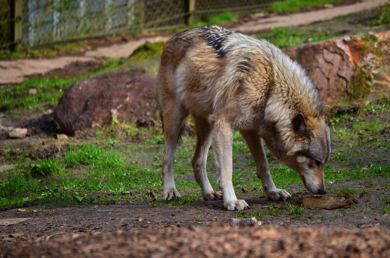 Wolf Sniffing Ground — Brown, Natural