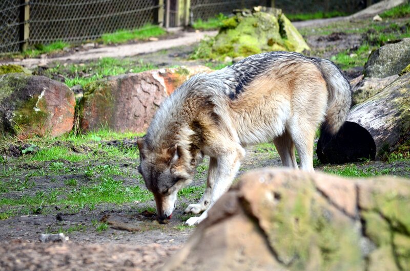 Wolf Sniffing Ground — Brown