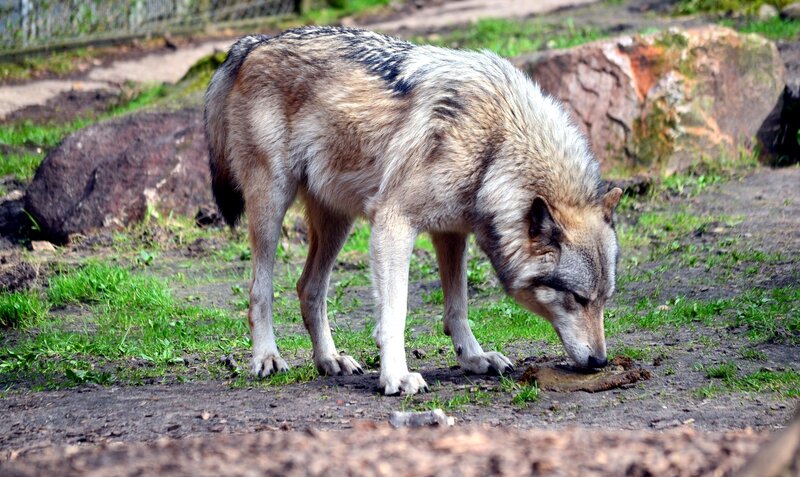 Wolf Sniffing Ground — Gray