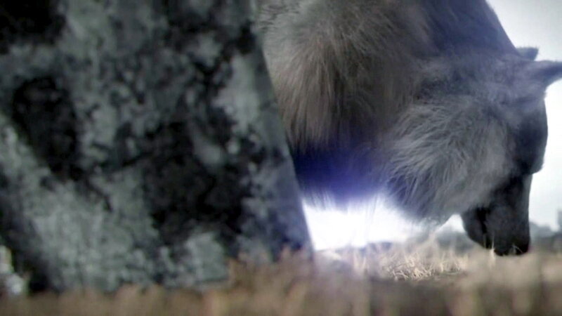 Wolf Sniffing Ground