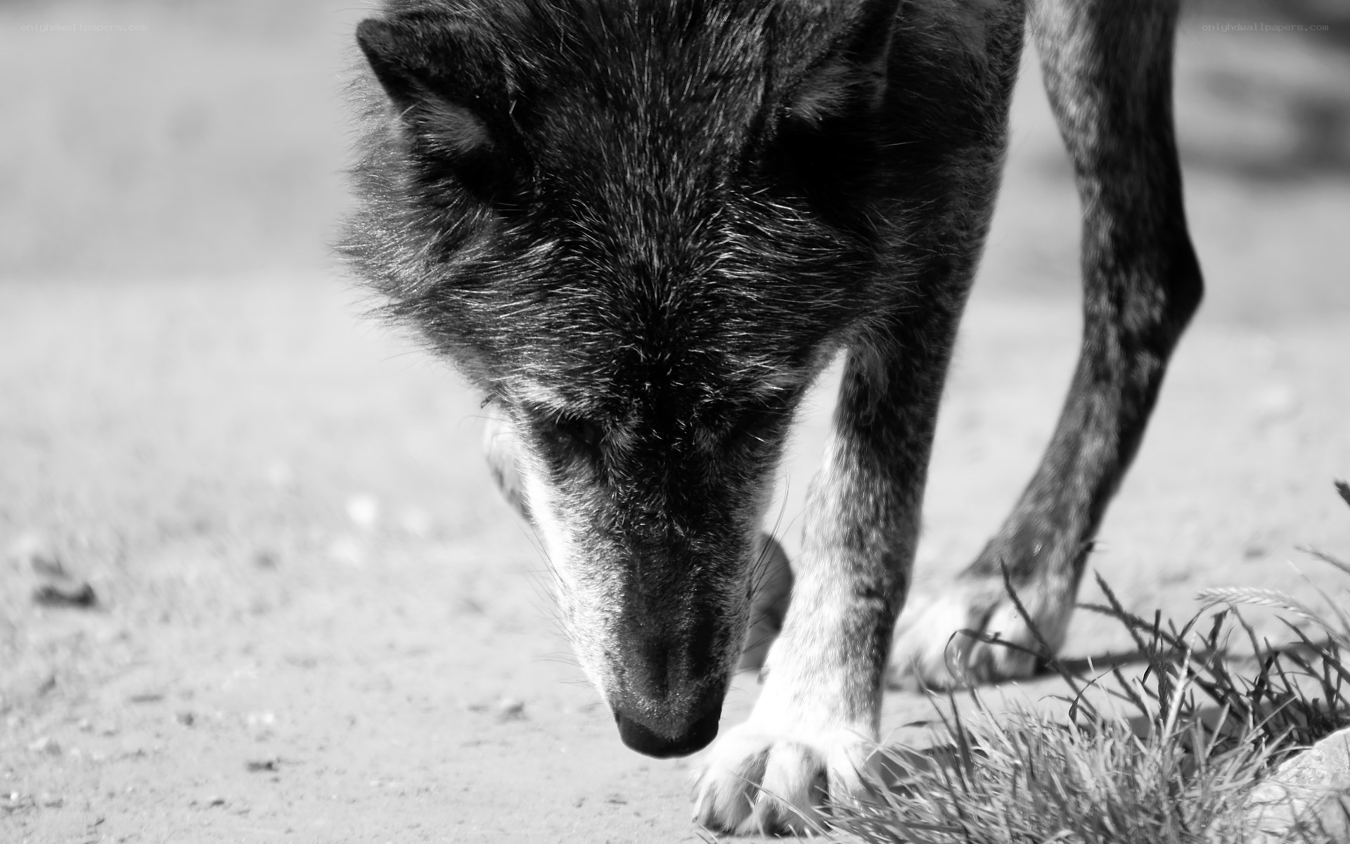 wolf sniffing the ground
