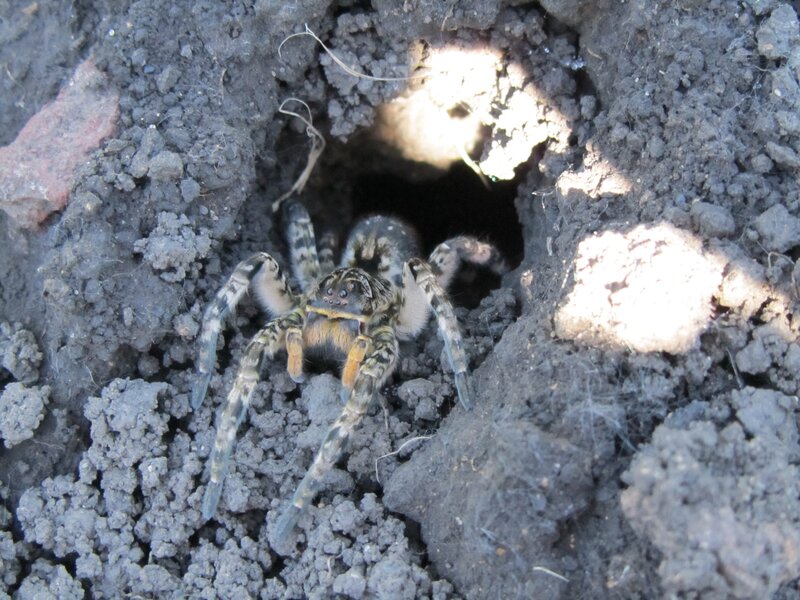 wolf spider at burrow entrance