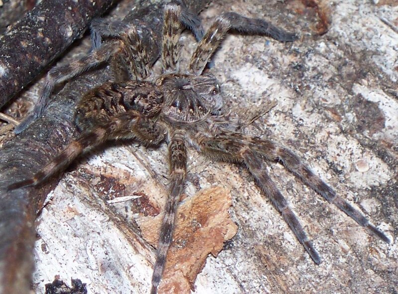 wolf spider on bark