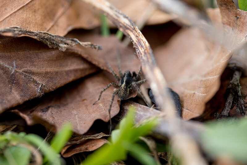 Wolf Spider on Leaf