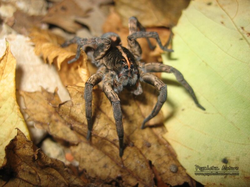 Wolf Spider on Leaves