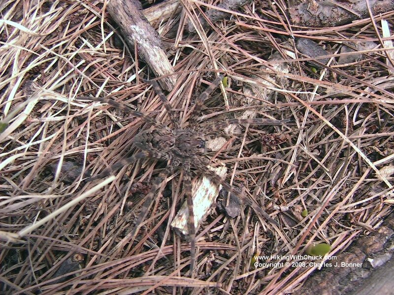 wolf spider on pine needles