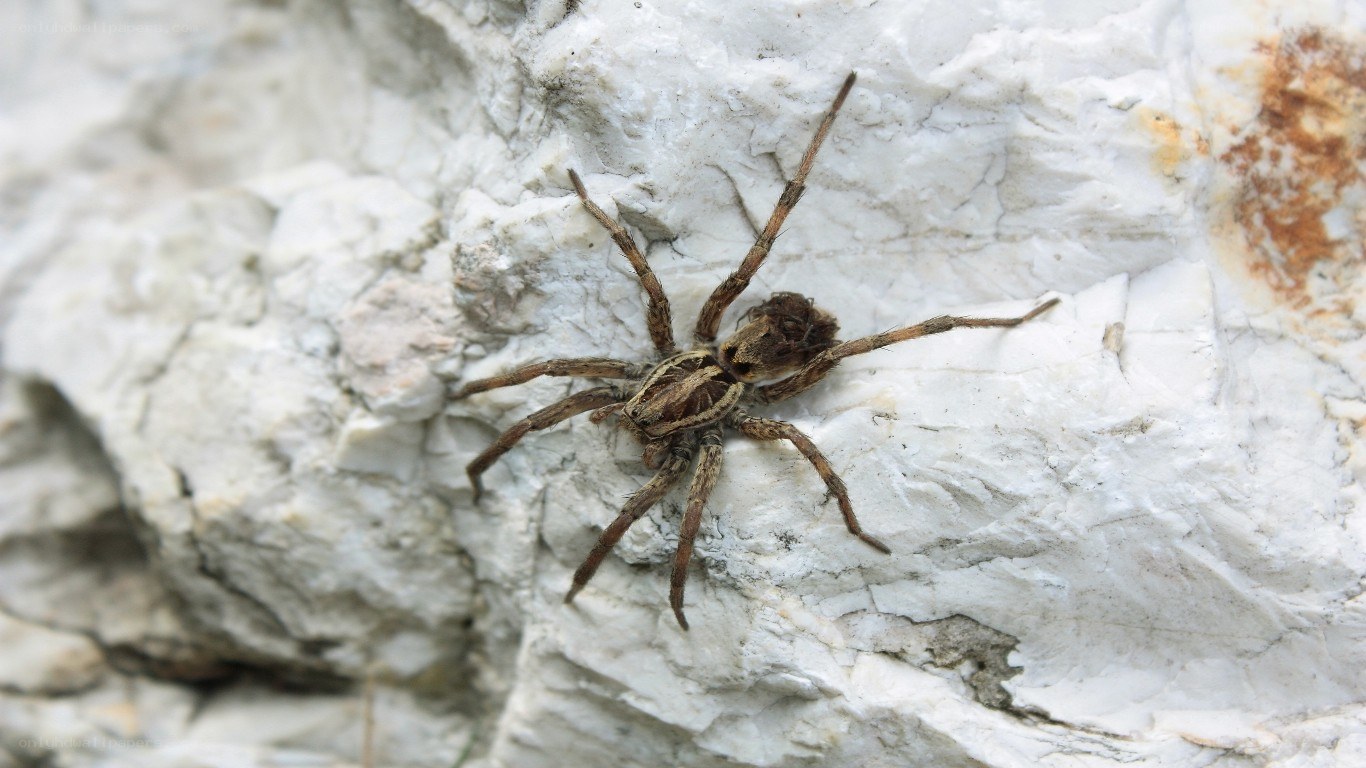 wolf spider on rock