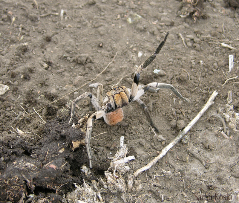 wolf spider on soil