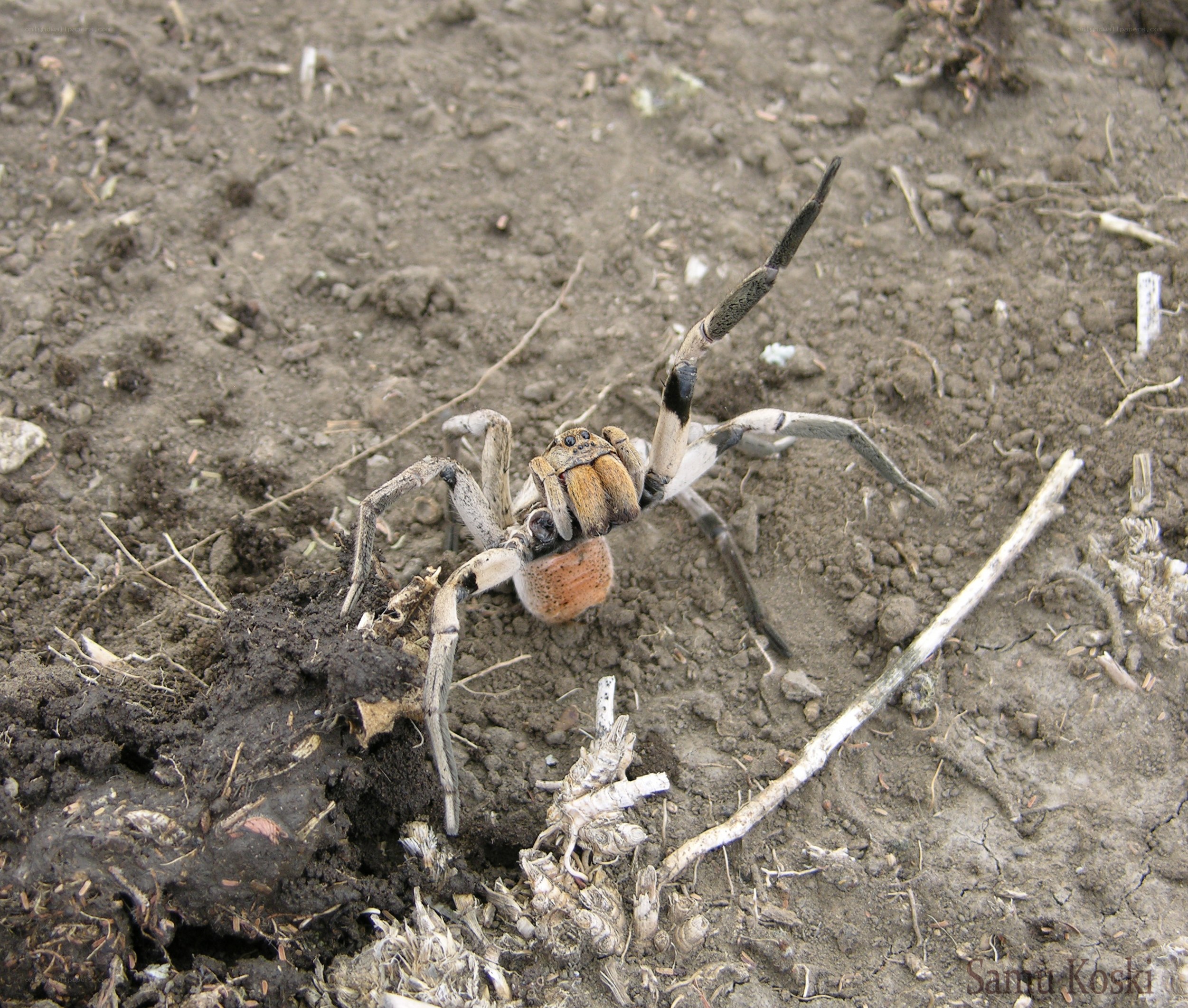 wolf spider on soil
