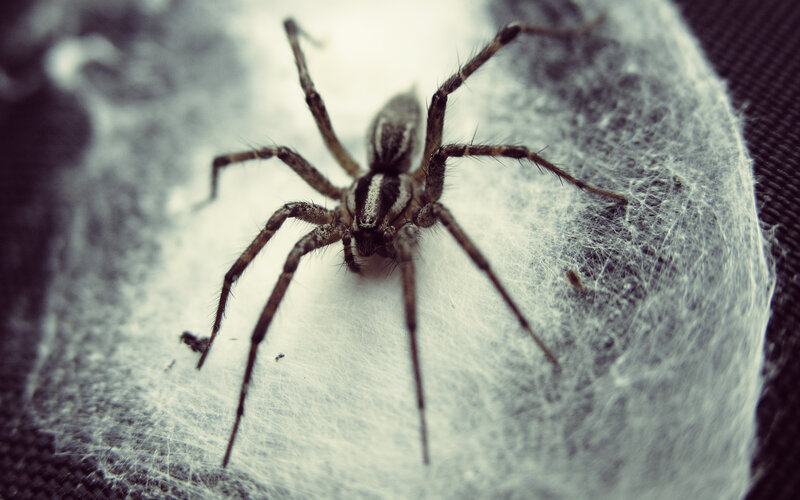 wolf spider on web