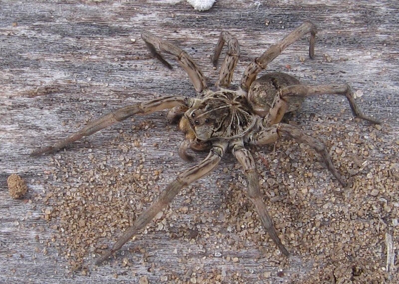 Wolf Spider on Wood