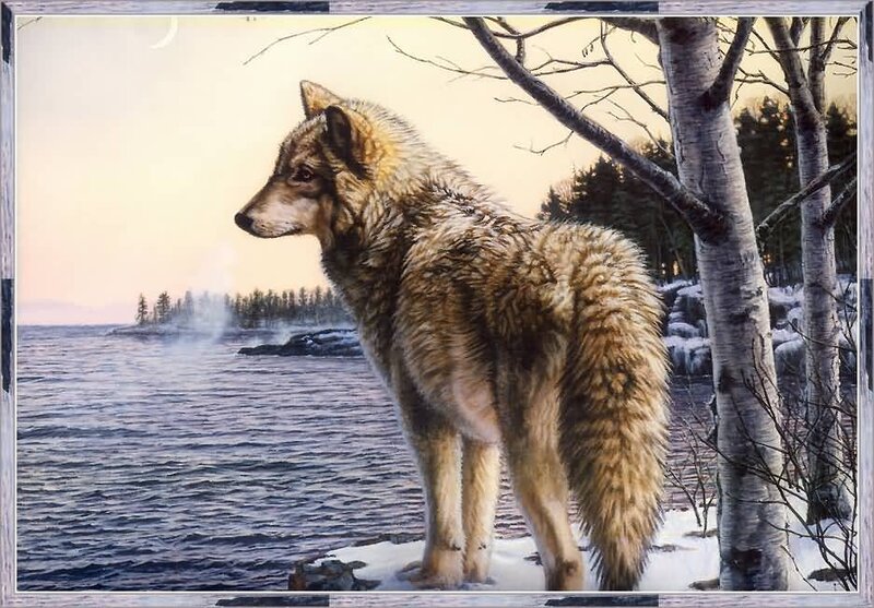 Wolf Standing by Lake