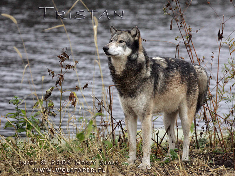 Wolf Standing by Water