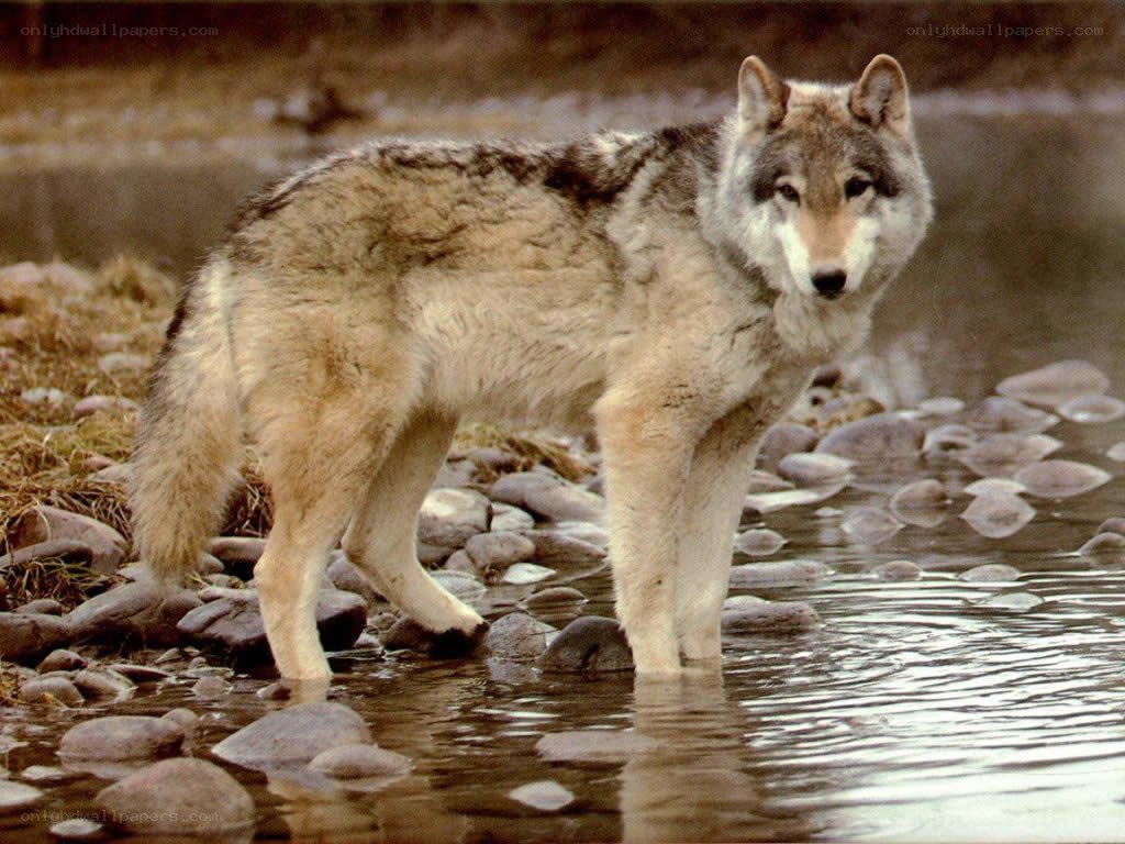 wolf standing in a stream