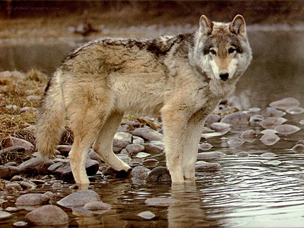 wolf standing in a stream