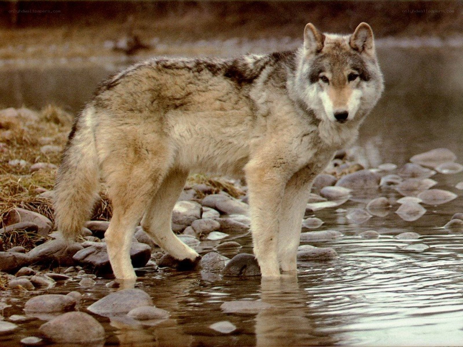 wolf standing in a stream