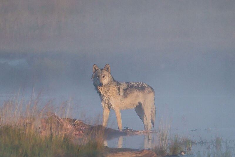 Wolf Standing in Fog