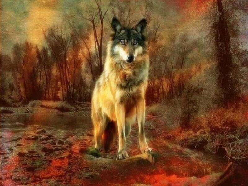 Wolf Standing in Forest — Brown, Dramatic, Autumn