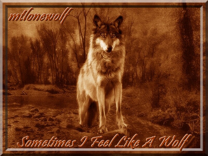 Wolf Standing in Forest — Brown, Dramatic, Photograph