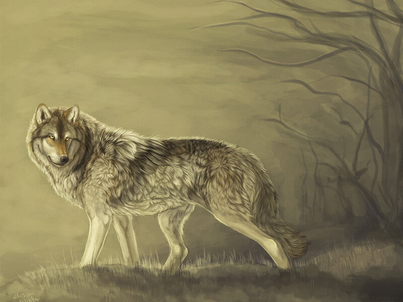 Wolf Standing in Forest — Brown, Somber