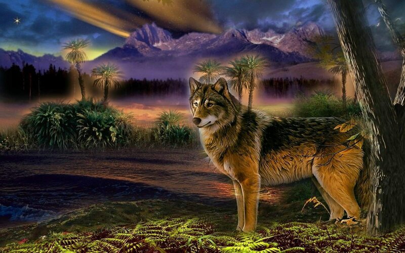 Wolf Standing in Forest