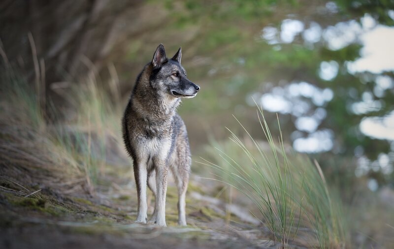Wolf Standing in Grass — Gray