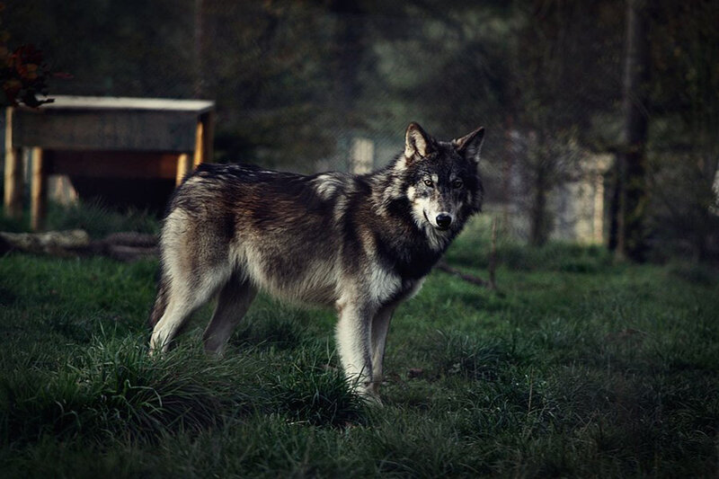 Wolf Standing in Grass
