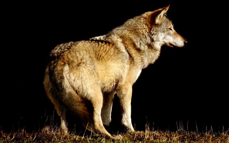 Wolf Standing in Profile — Brown, Dramatic, Photograph