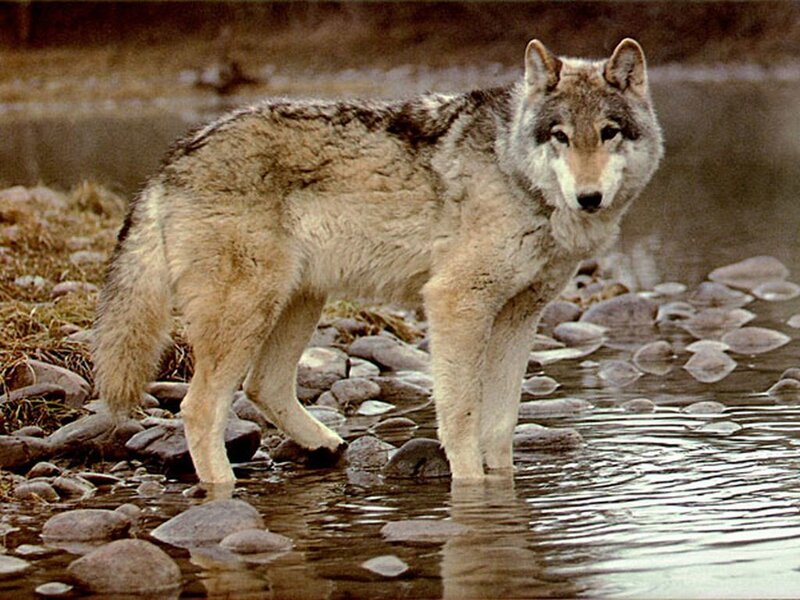 Wolf Standing in River