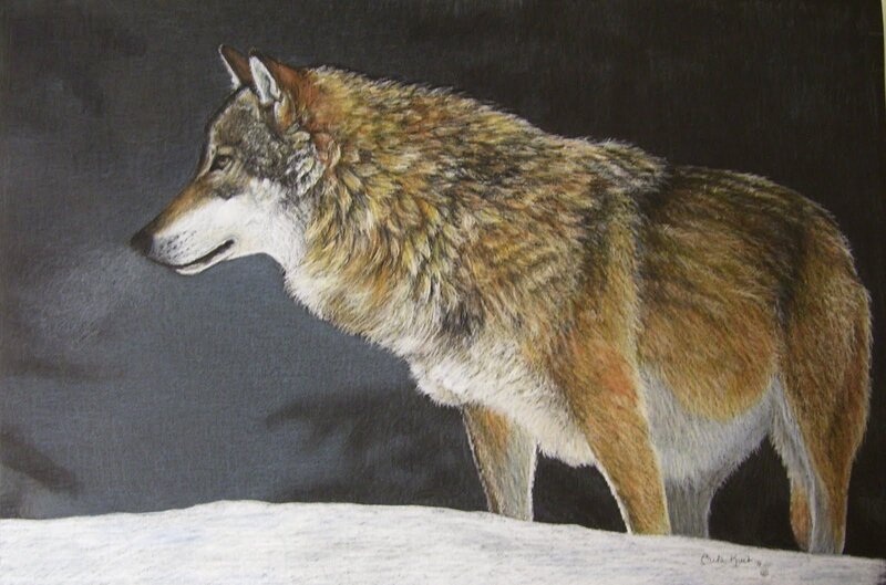 Wolf Standing in Snow — Brown
