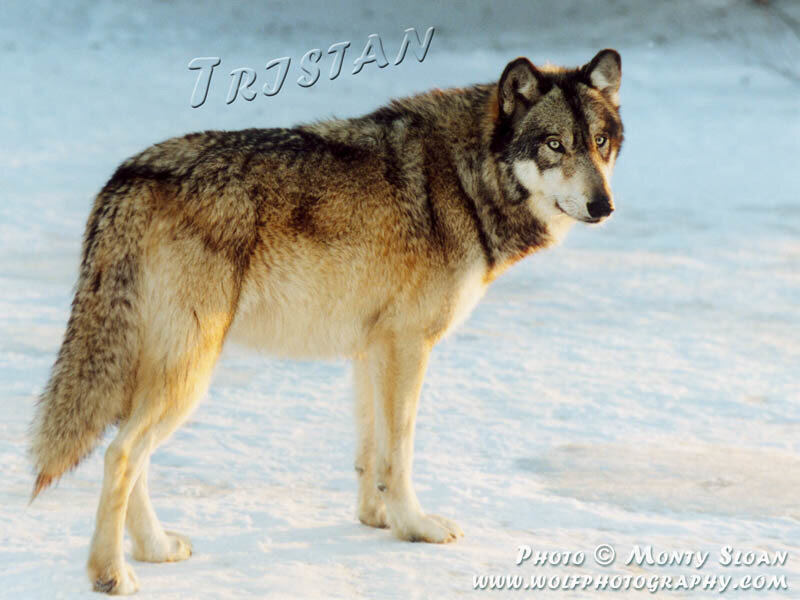 Wolf Standing in Snow