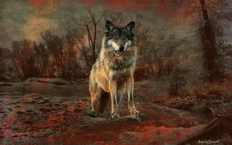 Wolf Standing in Stream