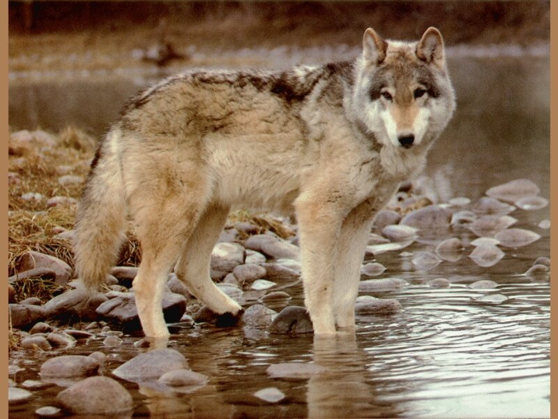 Wolf Standing in Water