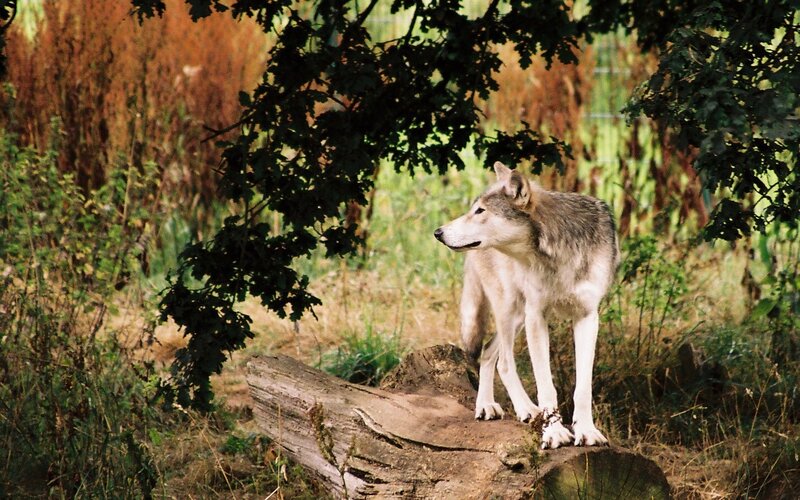 wolf standing on a log
