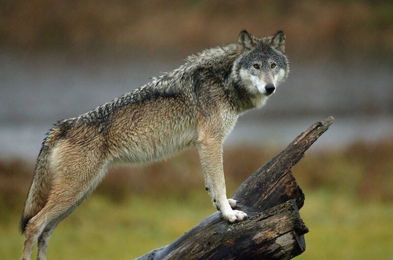 wolf standing on a log
