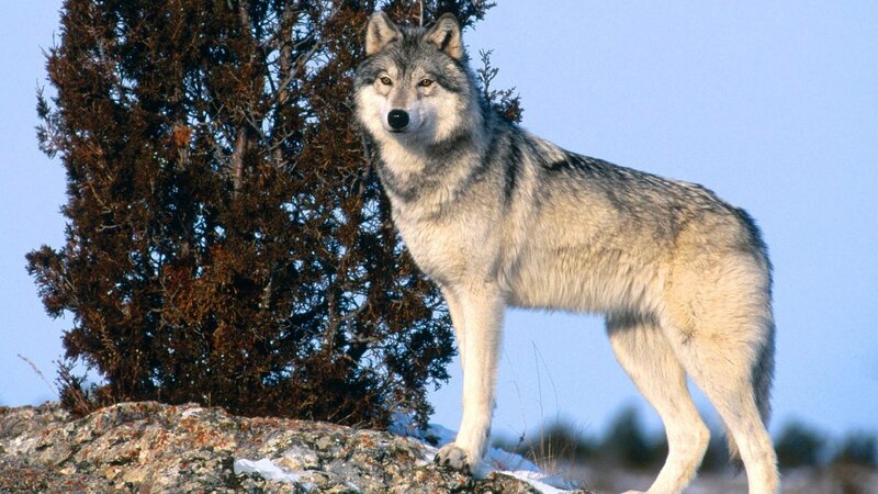 wolf standing on a rock