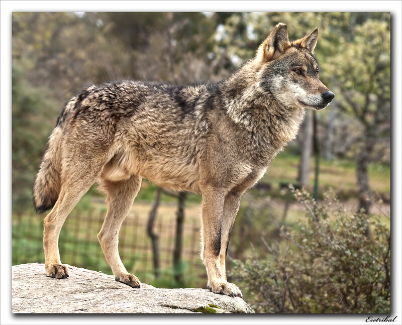 wolf standing on a rock