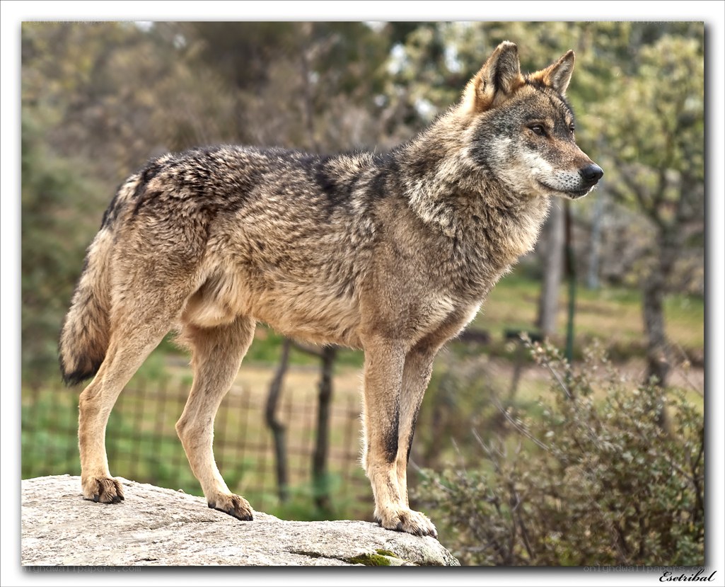 wolf standing on a rock