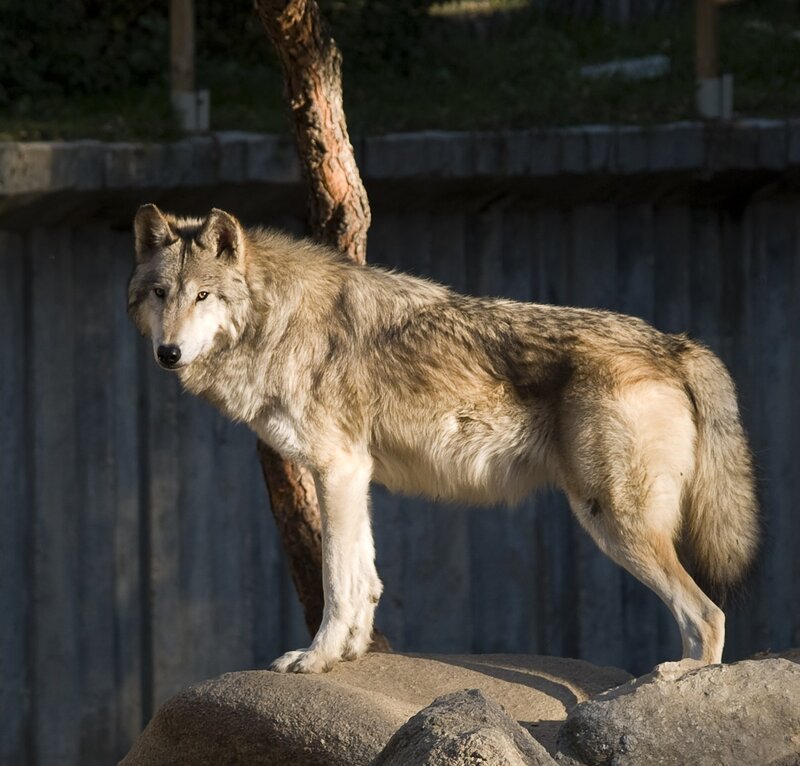 wolf standing on a rock