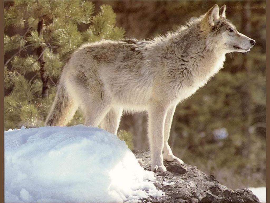 wolf standing on a snowy rock