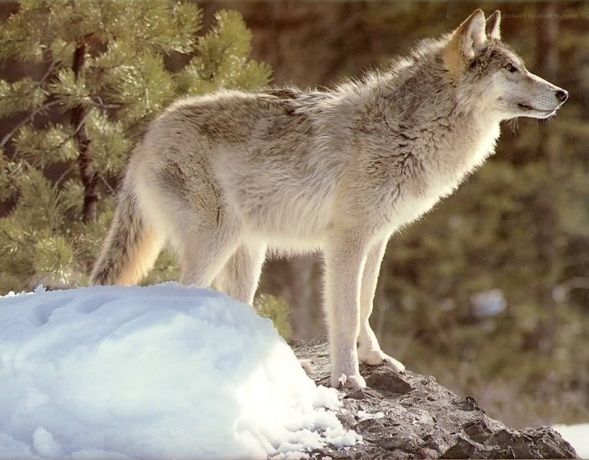 wolf standing on a snowy rock