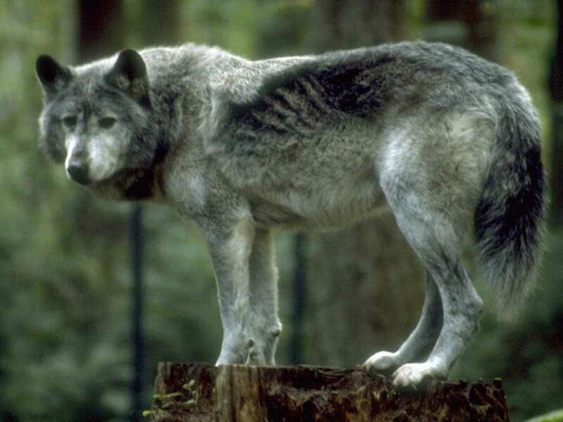 wolf standing on a stump