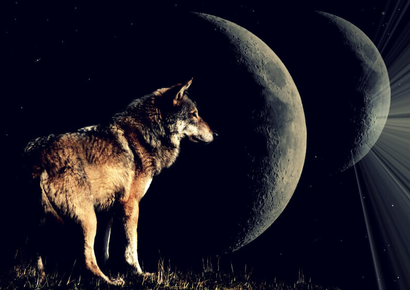 Wolf Standing on Grass