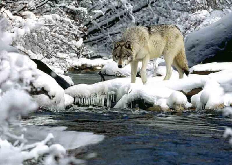 Wolf Standing on Ice